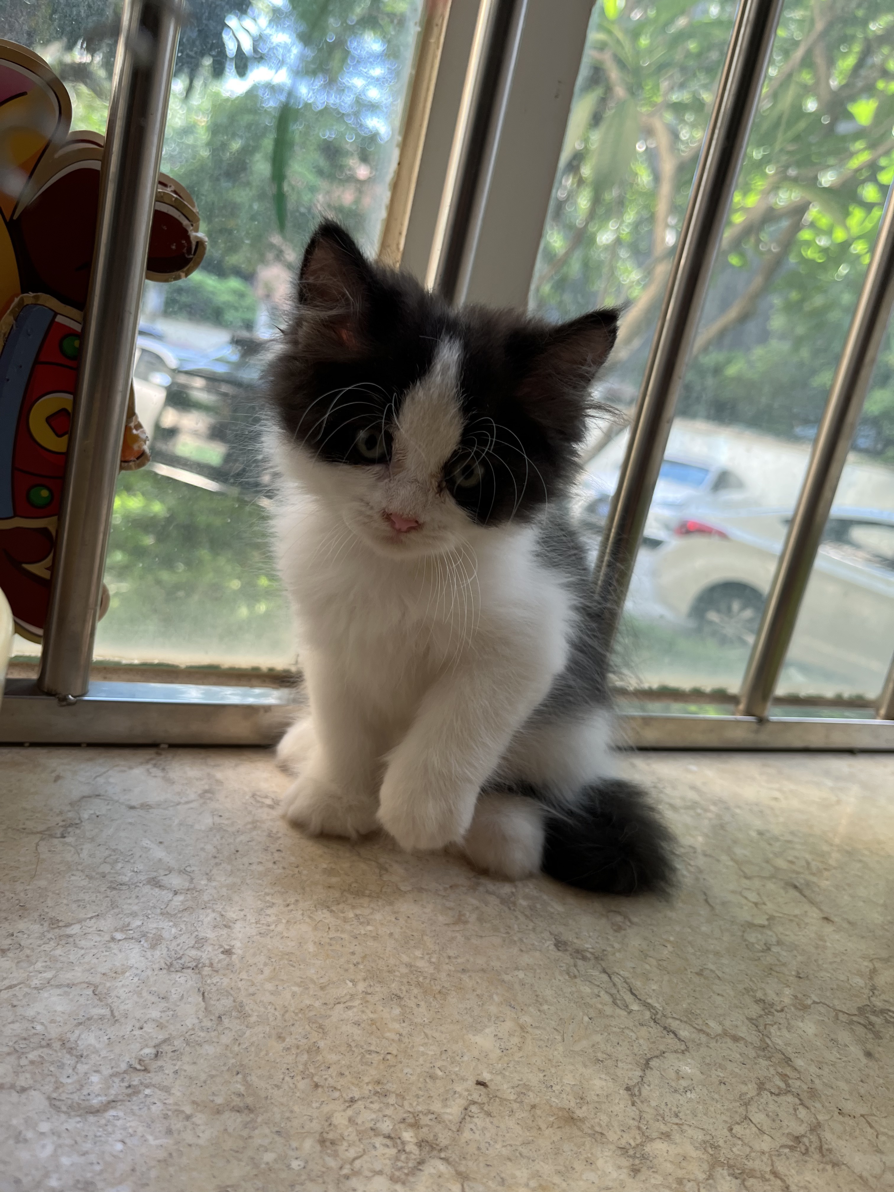 长毛五粉奶牛猫